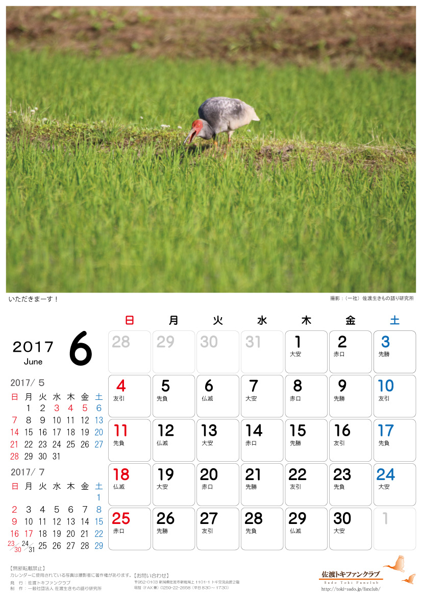 2017年トキカレンダー５月 ６月無料配信のお知らせ 佐渡トキファンクラブ